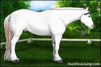 Horse Color:Black Appaloosa Rabicano 