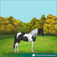 Horse Color:Liver Chestnut Tobiano