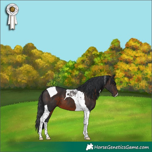 Horse Color:Brown Tobiano 