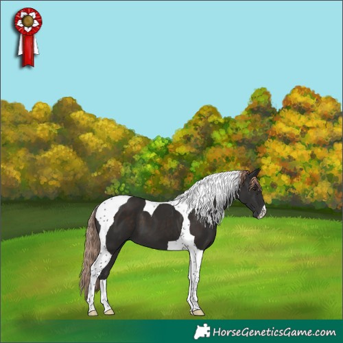 Horse Color:Liver Chestnut Tobiano 