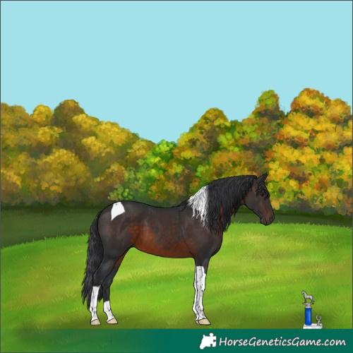Horse Color:Brown Tobiano 