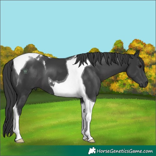 Horse Color:Black Tobiano 