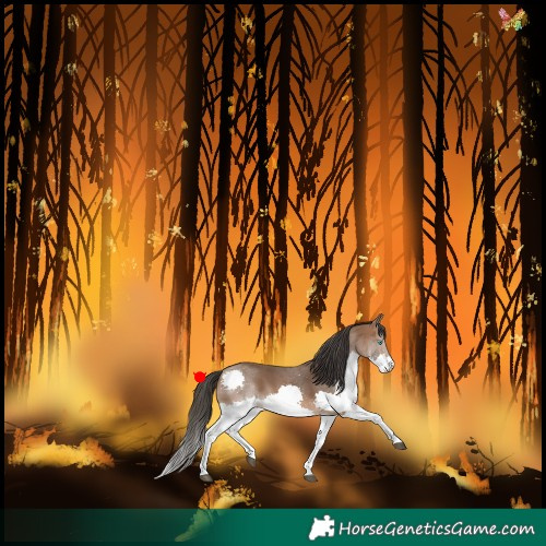 Horse Color:Bay Splash 