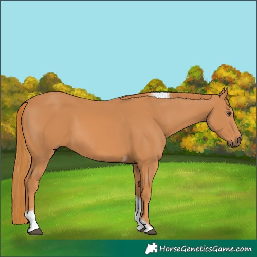 Horse Color:Chestnut Tobiano