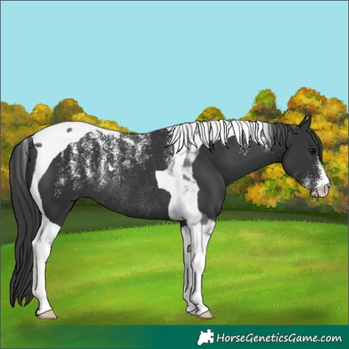 Horse Color:Powder White Black Tobiano Rabicano 