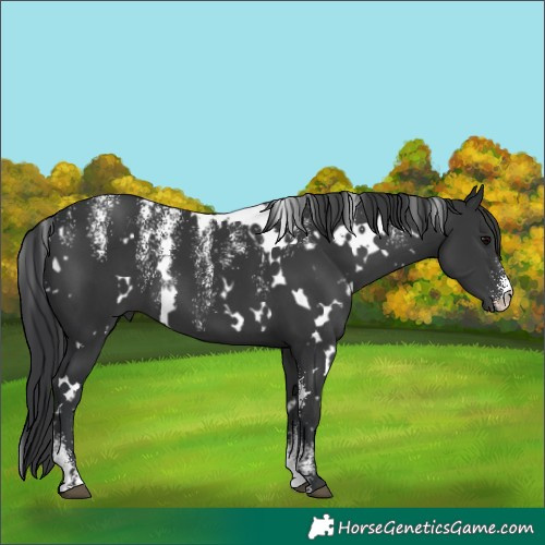Horse Color:Powder White White Spotted Black 