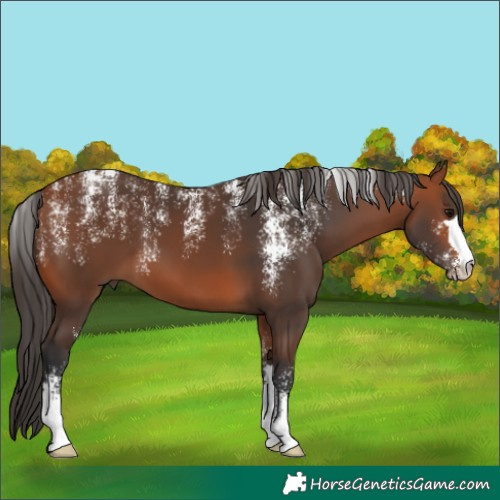 Horse Color:Powder White Bay 