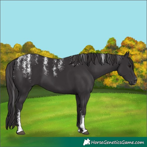 Horse Color:Powder White Smoky Black 