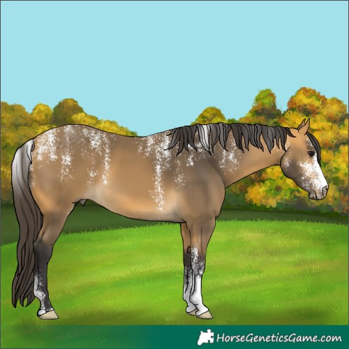 Horse Color:Powder White Buckskin 