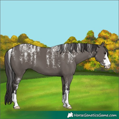 Horse Color:Powder White Smoky Grullo