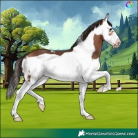 Horse Color:Bay Splash Frame Skewed Appaloosa 