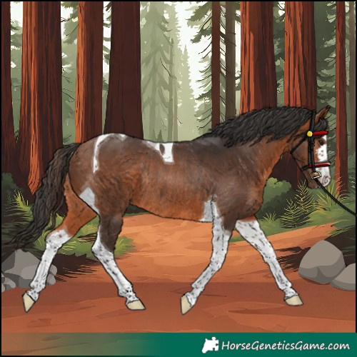 Horse Color:Unknown 
