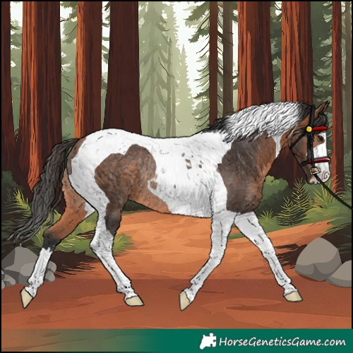 Horse Color:Unknown 