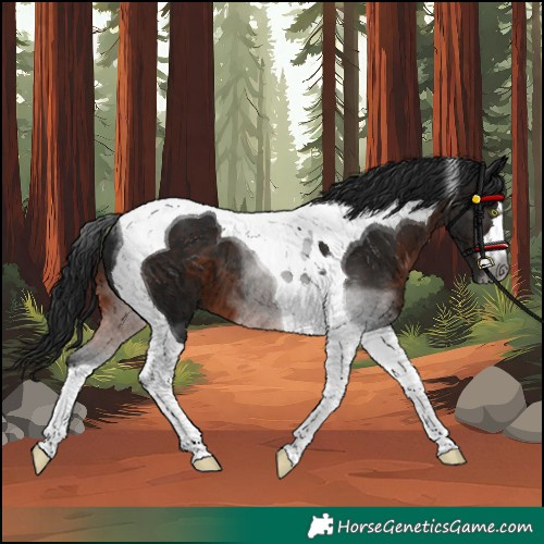 Horse Color:Unknown 