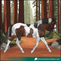 Horse Color:Unknown