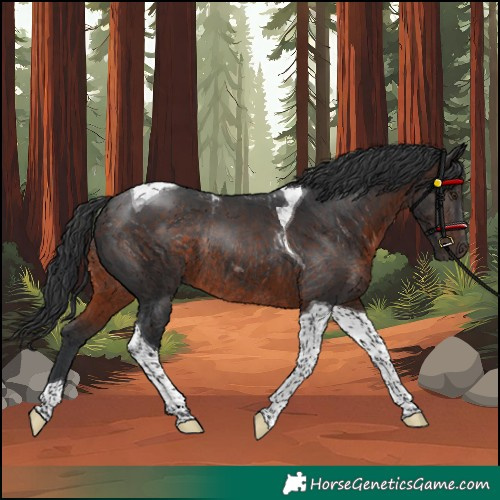 Horse Color:Unknown 