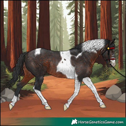 Horse Color:Unknown 