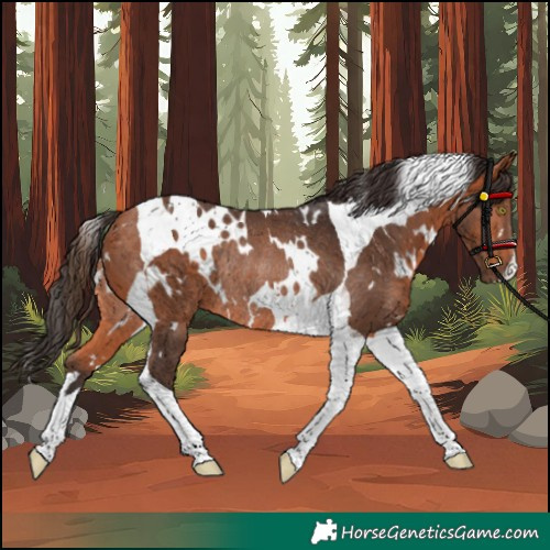 Horse Color:Unknown 