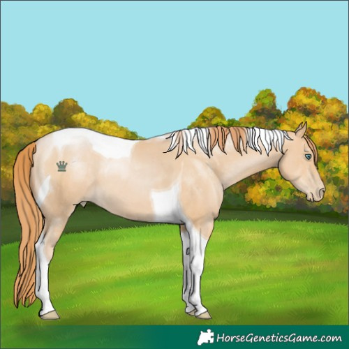 Horse Color:Smoky Black Pearl Tobiano 