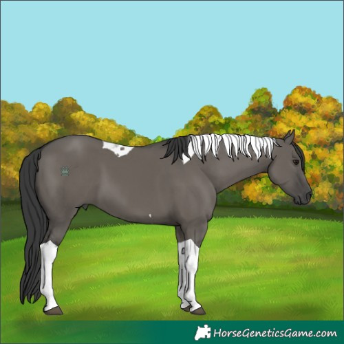 Horse Color:Grullo Tobiano 