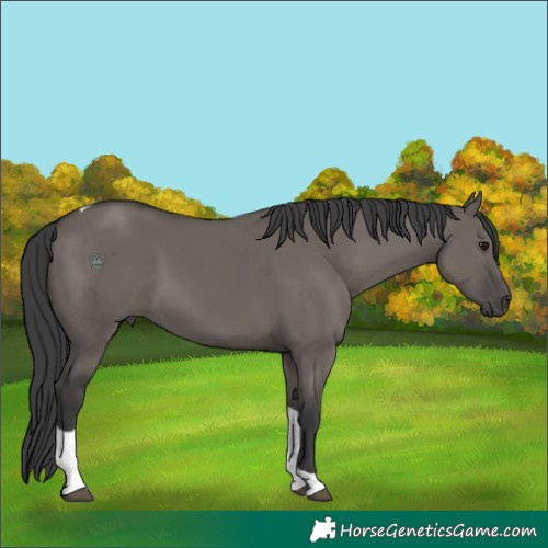 Horse Color:Grullo Tobiano 