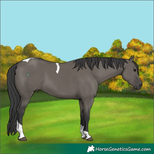 Horse Color:Grullo Tobiano 
