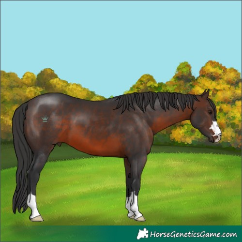 Horse Color:Brown