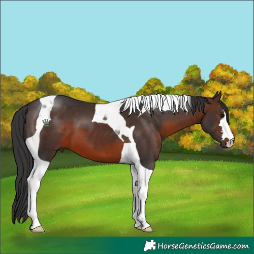 Horse Color:Brown Tobiano
