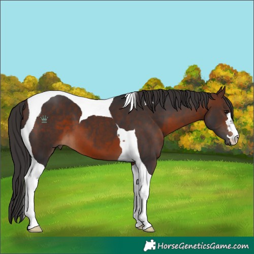 Horse Color:Brown Tobiano 