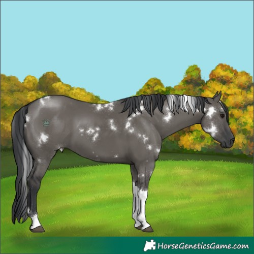 Horse Color:White Spotted Grullo Tobiano