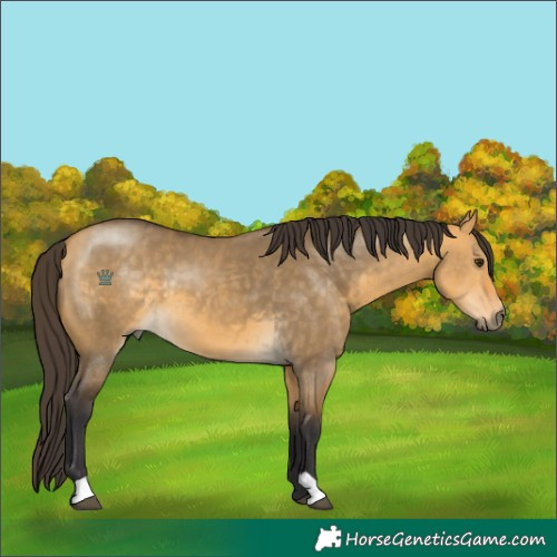 Horse Color:Buckskin Dun 