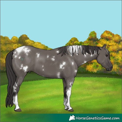 Horse Color:White Spotted Smoky Grullo Tobiano 