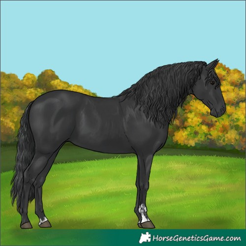 Horse Color:Black and Black