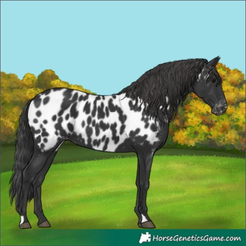 Horse Color:Black Appaloosa 