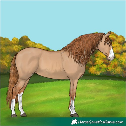 Horse Color:Red Dun 