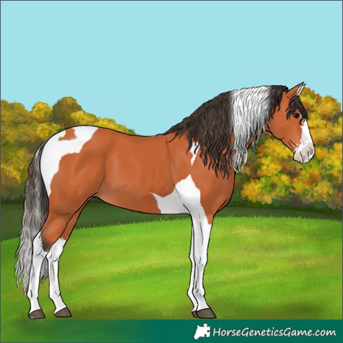Horse Color:Bay Splash Tobiano 