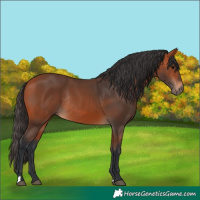 Horse Color:Bay Rabicano 