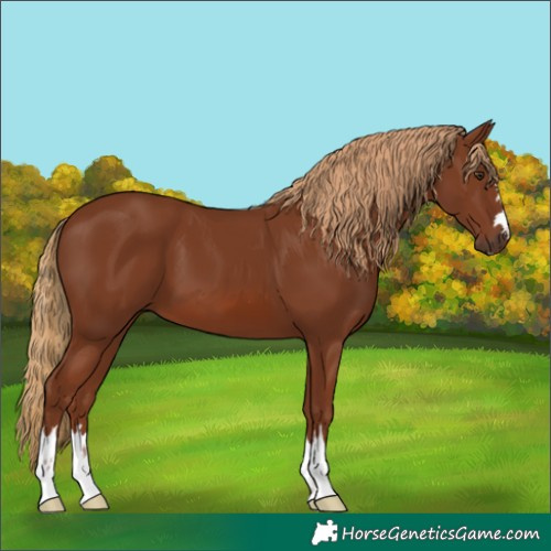 Horse Color:Chestnut 
