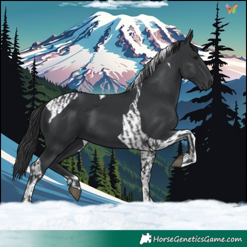Horse Color:Black and Black Tobiano