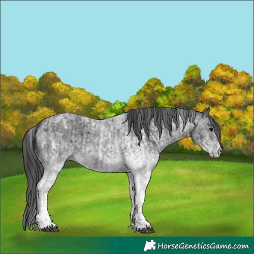 Horse Color:White Spotted Blue Roan Rabicano and White Spotted Blue Roan Rabicano