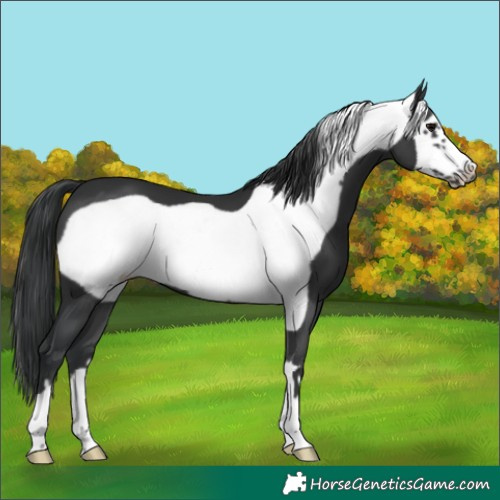 Horse Color:Black Frame 