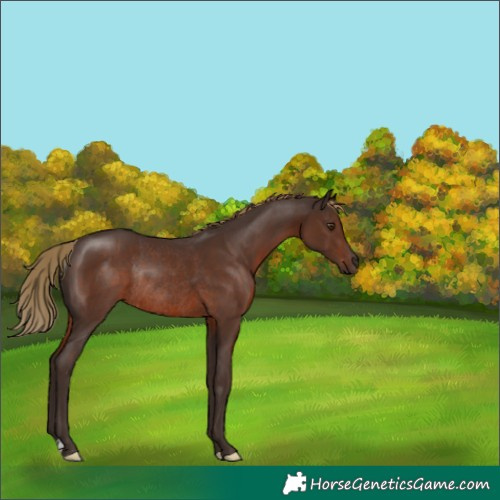 Horse Color:Liver Chestnut Rabicano 