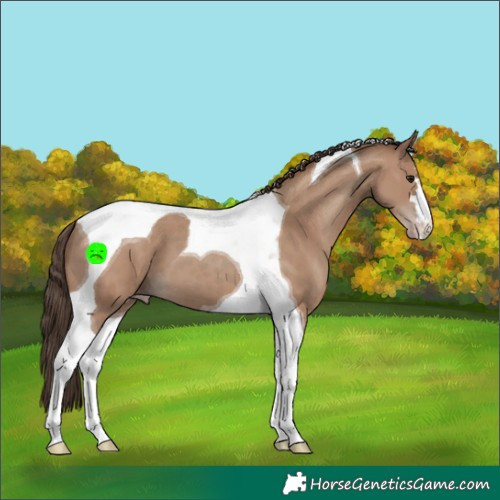 Horse Color:Classic Champagne Tobiano