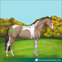 Horse Color:Classic Champagne Tobiano 