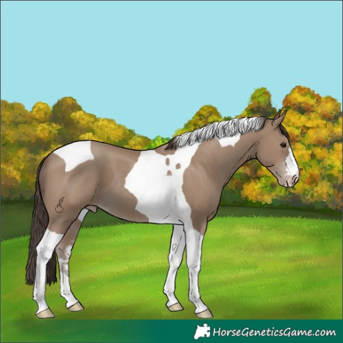 Horse Color:Classic Champagne Tobiano 