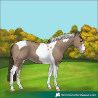 Horse Color:Classic Champagne Tobiano 