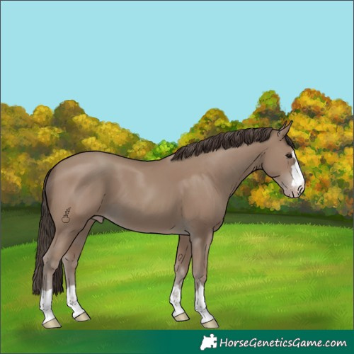 Horse Color:Classic Champagne 