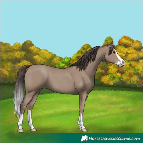 Horse Color:Classic Champagne Splash 