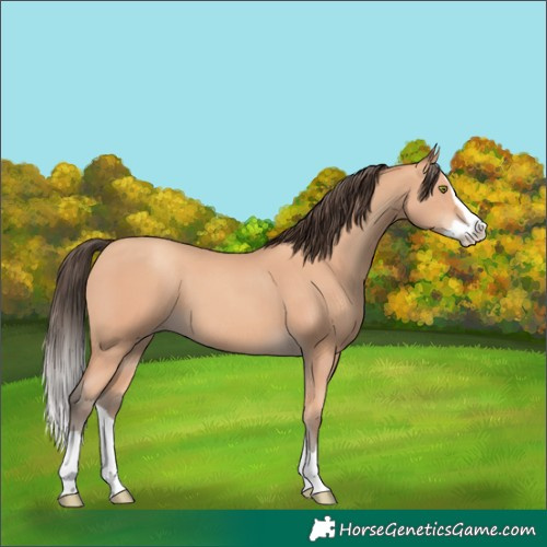 Horse Color:Amber Champagne Splash 