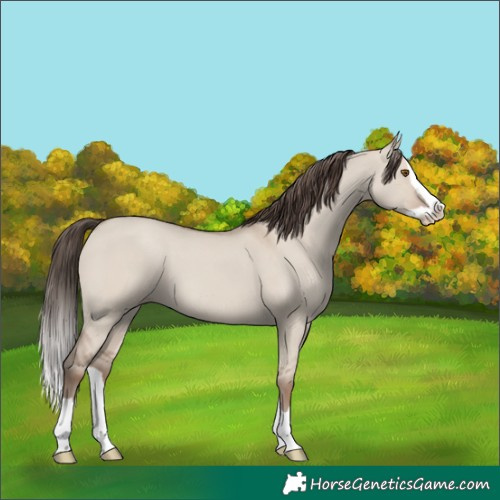 Horse Color:Classic Champagne Dun Splash